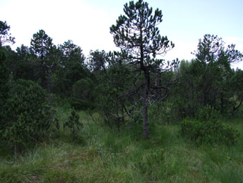 2008_0719-s100fs0129
