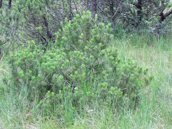 2008_0719-s100fs0130