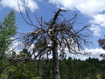 2008_0719-s100fs0145
